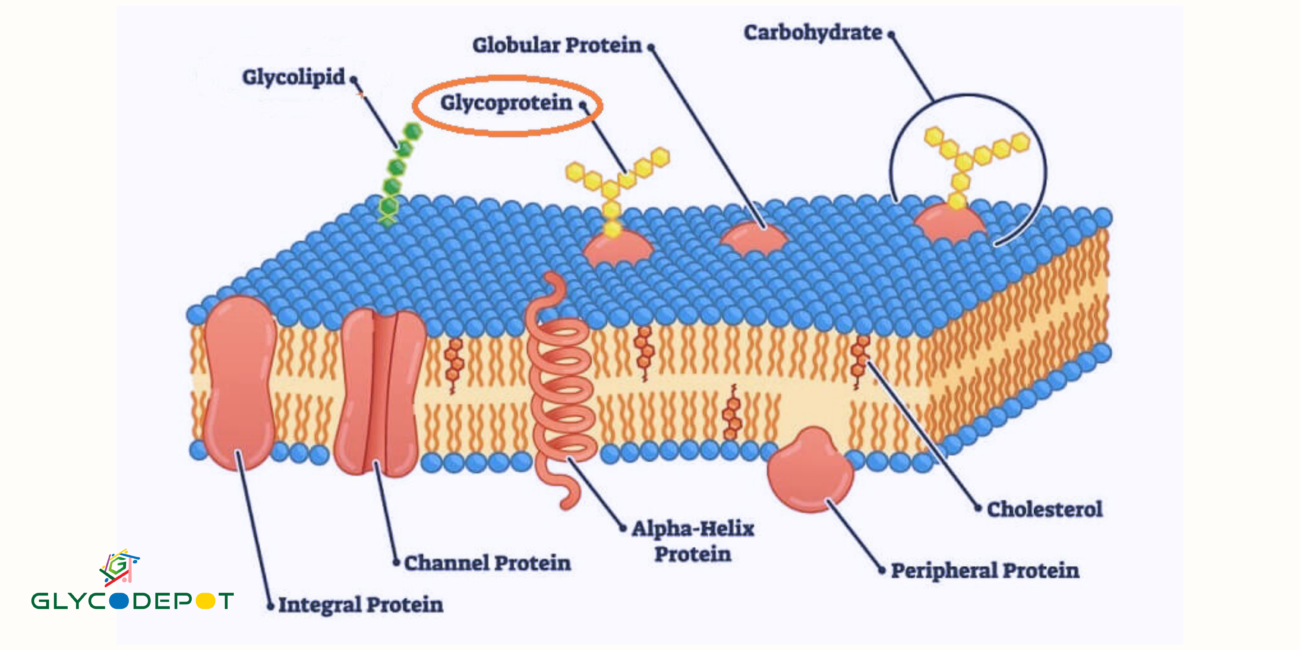 <p>Glycoproteins</p>