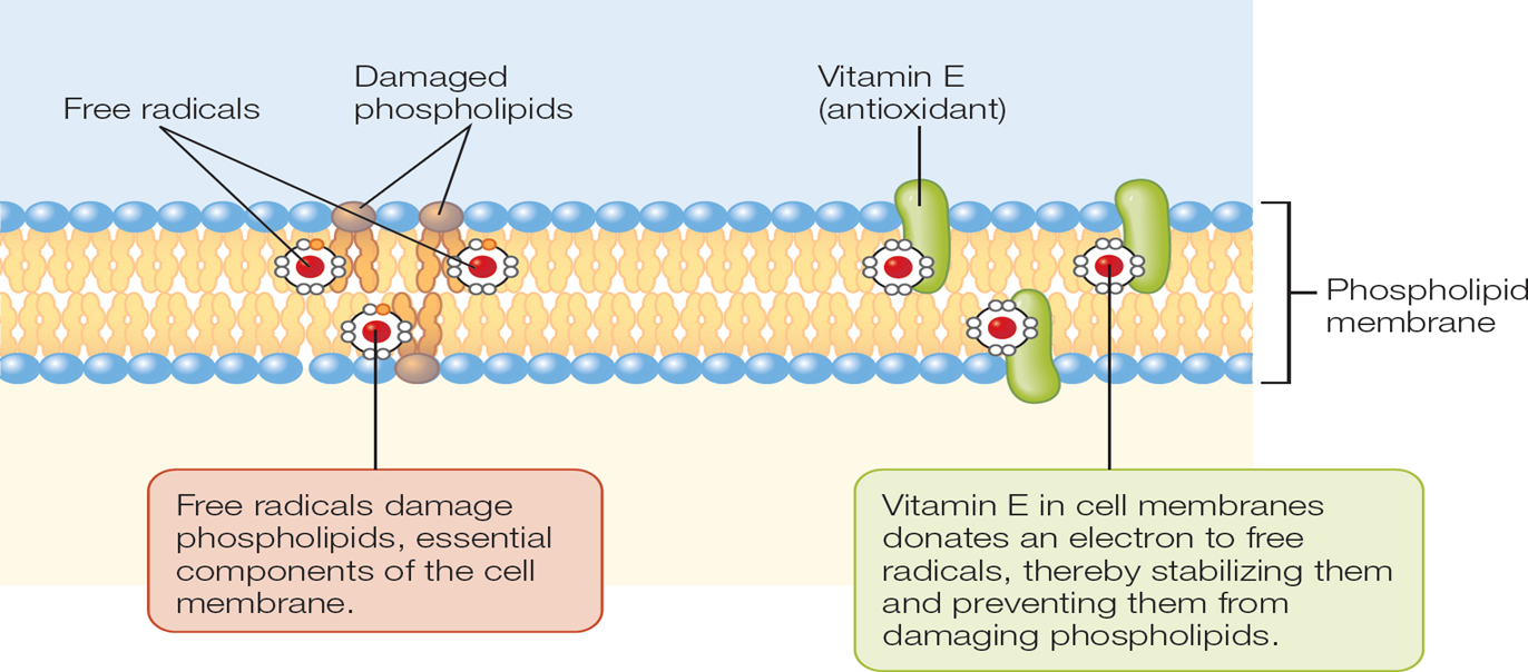 <p>Metabolic Functions of Vitamin E</p>