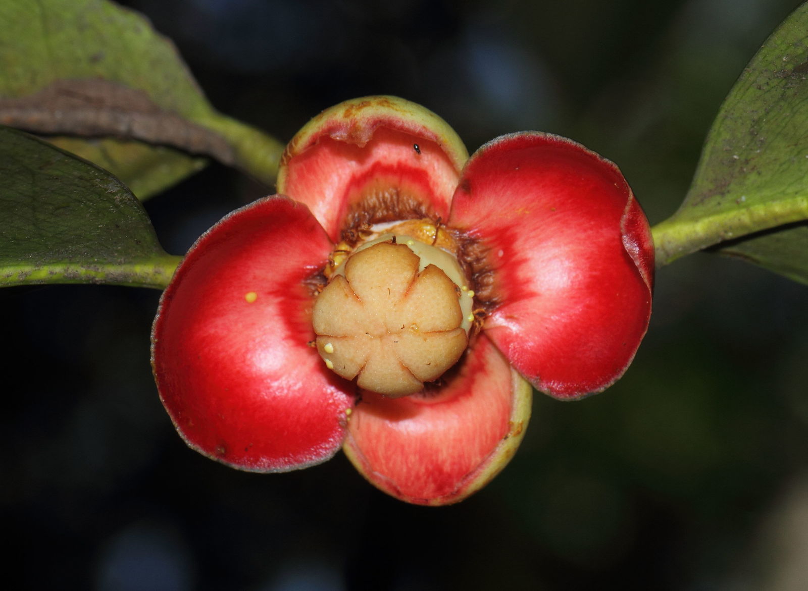 <p><strong>Common Name</strong>: Mangosteen</p><p><strong>Parts Used</strong>: <span style="background-color: transparent; font-family: "Helvetica Neue", sans-serif;">Roots, fruit rind, edible pulp, bark</span></p><p><strong>Use/s</strong>: Diarrhea and dysentery, improves gums and teeth; antioxidant, antimicrobial, antiviral, anti-inflammatory</p><p><strong>Major Metabolites</strong>: Anthocyanins, benzophenone, condensed tannins; mangostin and gartanin (xanthones)</p>