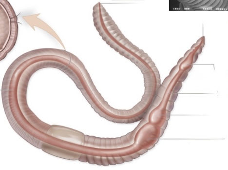 <p>Earthworm (oligochaetes)</p>