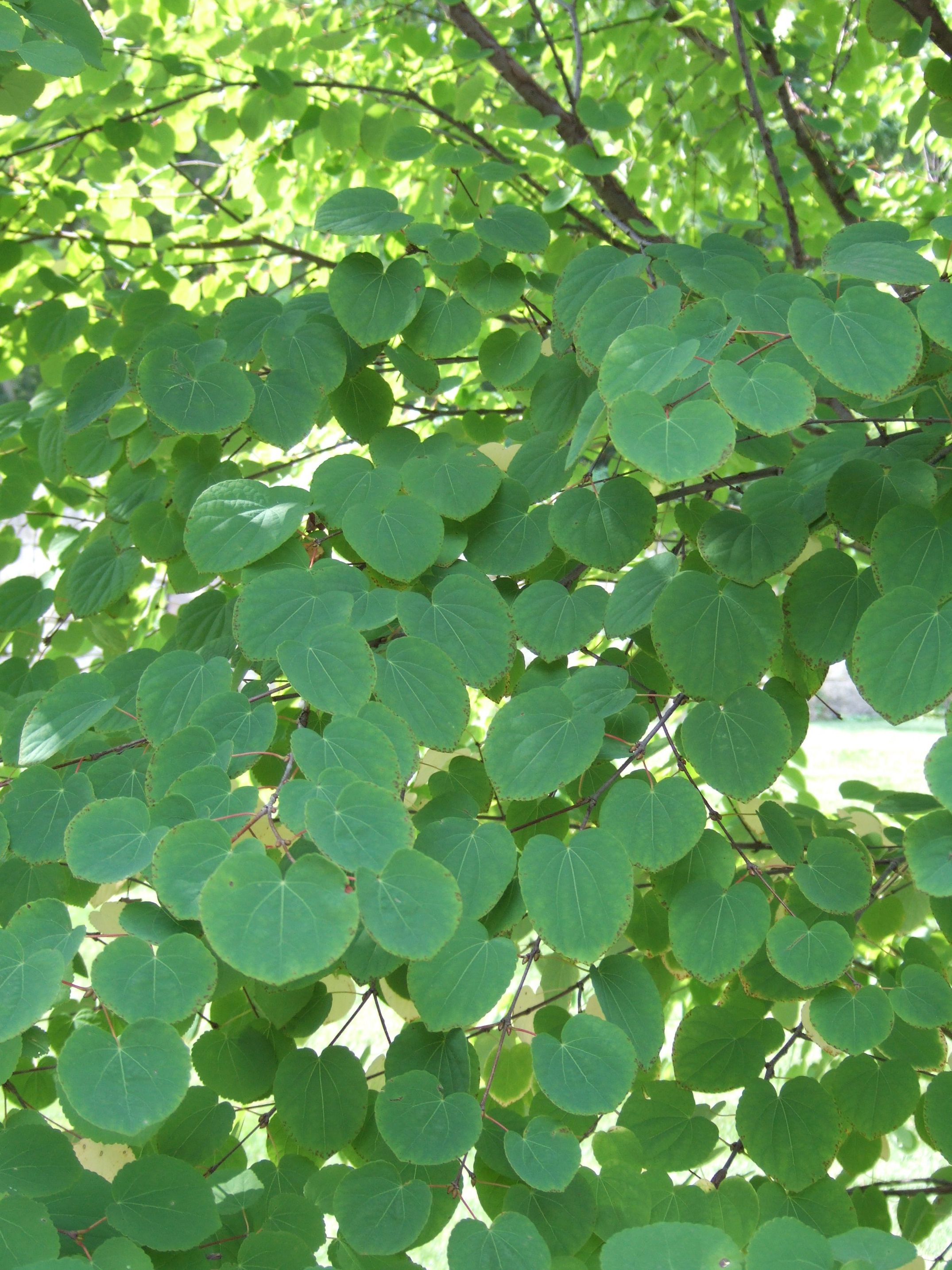 <p>Katsura </p>