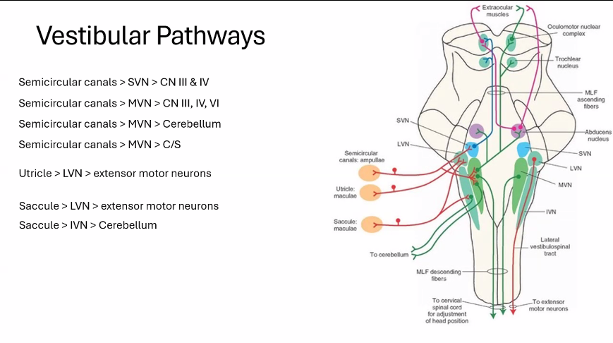 <p><u>vestibular pathways</u></p><p>This diagram shows the <strong>vestibular pathways</strong>, which are the <strong>neural circuits </strong>that <strong>allow the brain</strong> to <strong>maintain balance, stabilize vision, and control posture</strong> <u>when the head moves</u>.</p><p>The signals begin in the <strong>inner ear balance organs</strong> and travel through brainstem nuclei to the <strong>eye muscles, spinal cord, and cerebellum</strong>.</p><p><u>1. Where the Signals Start (Vestibular Organs)</u></p><p>The movement of the head is detected in the <strong>Semicircular Canals</strong>, <strong>Utricle</strong>, and <strong>Saccule</strong>.</p><p>Functions</p><table style="min-width: 50px;"><colgroup><col style="min-width: 25px;"><col style="min-width: 25px;"></colgroup><tbody><tr><th colspan="1" rowspan="1"><p>Structure</p></th><th colspan="1" rowspan="1"><p>Detects</p></th></tr><tr><td colspan="1" rowspan="1"><p>Semicircular canals</p></td><td colspan="1" rowspan="1"><p>rotational head movement</p></td></tr><tr><td colspan="1" rowspan="1"><p>Utricle</p></td><td colspan="1" rowspan="1"><p>horizontal acceleration</p></td></tr><tr><td colspan="1" rowspan="1"><p>Saccule</p></td><td colspan="1" rowspan="1"><p>vertical acceleration</p></td></tr></tbody></table><p>These signals travel through the <strong>Vestibular Nerve</strong>.</p><p><u>2. Vestibular Nuclei (Processing Centers)</u></p><p>The signals reach the <strong>vestibular nuclei</strong> in the brainstem.</p><p>Main nuclei:</p><table style="min-width: 50px;"><colgroup><col style="min-width: 25px;"><col style="min-width: 25px;"></colgroup><tbody><tr><th colspan="1" rowspan="1"><p>Abbreviation</p></th><th colspan="1" rowspan="1"><p>Name</p></th></tr><tr><td colspan="1" rowspan="1"><p><strong>SVN</strong></p></td><td colspan="1" rowspan="1"><p>superior vestibular nucleus</p></td></tr><tr><td colspan="1" rowspan="1"><p><strong>MVN</strong></p></td><td colspan="1" rowspan="1"><p>medial vestibular nucleus</p></td></tr><tr><td colspan="1" rowspan="1"><p><strong>LVN</strong></p></td><td colspan="1" rowspan="1"><p>lateral vestibular nucleus</p></td></tr><tr><td colspan="1" rowspan="1"><p><strong>IVN</strong></p></td><td colspan="1" rowspan="1"><p>inferior vestibular nucleus</p></td></tr></tbody></table><p>These nuclei coordinate <strong>eye movement, posture, and balance</strong>.</p><p><u>3. Pathways From the Semicircular Canals</u></p><p><u>A. Eye Movement Control</u></p><p>Semicircular canals → <strong>SVN (superior vestibular nucleus, it is one of the four vestibular nuclei </strong>located in <strong>brainstem</strong>) → cranial nerves controlling eye muscles.</p><p>These include:</p><ul><li><p><strong>Oculomotor Nerve</strong></p></li><li><p><strong>Trochlear Nerve</strong></p></li><li><p><strong>Abducens Nerve</strong></p></li></ul><p>This pathway stabilizes vision when the head moves.</p><p>It forms the <strong>vestibulo-ocular reflex (VOR)</strong>.</p><p>Example:</p><p>When you turn your head right, your eyes automatically move left to keep your gaze stable.</p><p>B. Cerebellar Coordination</p><p>Semicircular canals → <strong>MVN → cerebellum</strong></p><p>The <strong>Cerebellum</strong> uses this information to fine-tune balance and coordination.</p><p>C. Spinal Cord Control</p><p>Semicircular canals → <strong>MVN → spinal cord</strong></p><p>These signals adjust <strong>neck muscles and posture</strong></p><p><u>4. Pathways From the Utricle</u></p><p>Utricle → <strong>LVN → extensor motor neurons</strong></p><p>This pathway forms the <strong>lateral vestibulospinal tract</strong>.</p><p>Function:</p><ul><li><p>activates <strong>extensor muscles</strong></p></li><li><p>maintains <strong>upright posture</strong></p></li></ul><p>Example:<br>When you lean forward, this reflex activates muscles to prevent you from falling</p><p><u>5. Pathways From the Saccule</u></p><p>Saccule → <strong>LVN → extensor motor neurons</strong></p><p>Also contributes to <strong>postural reflexes</strong>.</p><p>Another pathway:</p><p>Saccule → <strong>IVN → cerebellum</strong></p><p>This provides balance information for coordination.</p><p><u>6. The Medial Longitudinal Fasciculus (MLF)</u></p><p>In the diagram you see the <strong>Medial Longitudinal Fasciculus</strong>.</p><p>This tract connects:</p><ul><li><p>vestibular nuclei</p></li><li><p>eye muscle nuclei (III, IV, VI)</p></li></ul><p>It allows <strong>rapid coordination of eye movements with head movement</strong>.</p><p><u>7. Big Picture</u></p><p>Vestibular pathways have <strong>three major functions</strong>:</p><table style="min-width: 50px;"><colgroup><col style="min-width: 25px;"><col style="min-width: 25px;"></colgroup><tbody><tr><th colspan="1" rowspan="1"><p>Function</p></th><th colspan="1" rowspan="1"><p>Pathway</p></th></tr><tr><td colspan="1" rowspan="1"><p>stabilize vision</p></td><td colspan="1" rowspan="1"><p>vestibulo-ocular reflex</p></td></tr><tr><td colspan="1" rowspan="1"><p>maintain posture</p></td><td colspan="1" rowspan="1"><p>vestibulospinal tracts</p></td></tr><tr><td colspan="1" rowspan="1"><p>coordinate balance</p></td><td colspan="1" rowspan="1"><p>cerebellar connections</p></td></tr></tbody></table><p></p>