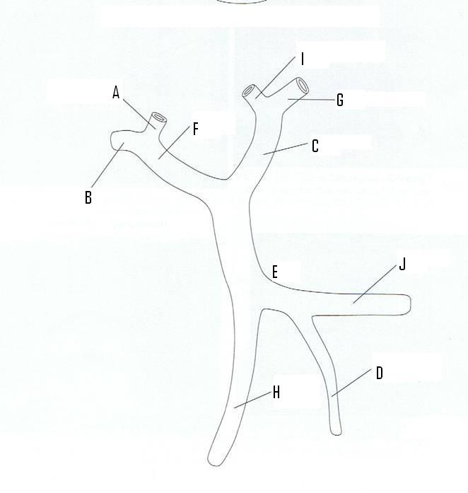 <p><strong>The Splenic vein is identified by letter</strong></p><p><br>D</p><p>E</p><p>C</p><p>J</p>