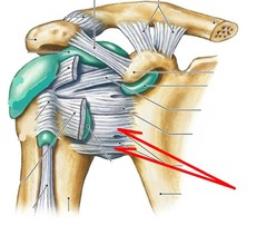 <p>The synovial ball-and-socket joint of the shoulder</p>