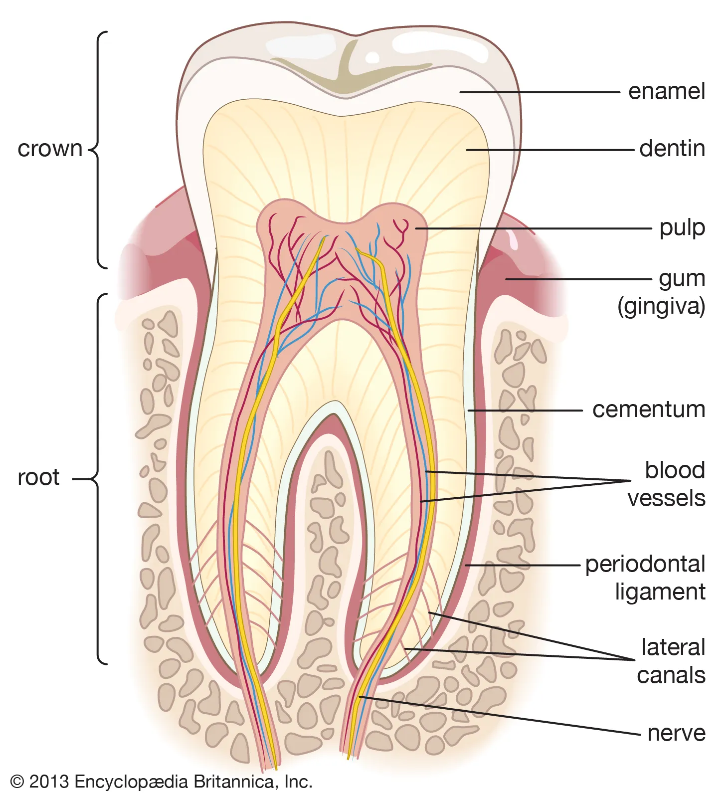 <p>Dentin</p>