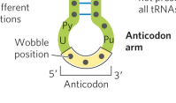 <p>arm that contains the anticodon</p>