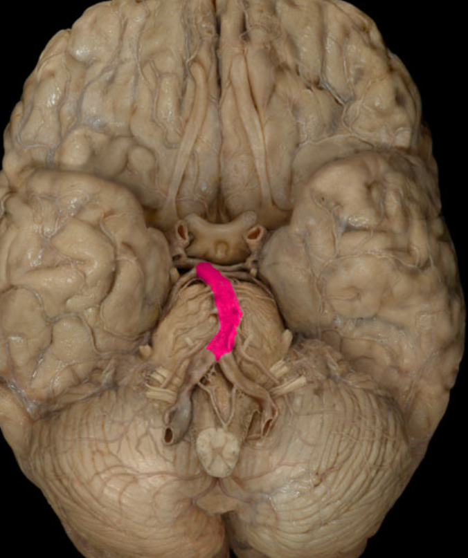 <p>the single vessel formed after the vertebral arteries connect, sends off various branches to the brain, some of which join with branches from the internal carotid arteries</p>