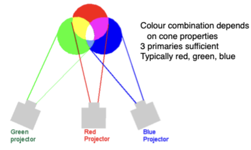 <ul><li><p>Colour combination depends on cone properties</p></li><li><p>3 primaries sufficient to recreate any colour in environment</p></li><li><p>Typically red, green, blue</p><ul><li><p>By combining all 3 of these get white light. </p></li><li><p>If put red with green, yellow</p></li><li><p>red with blue get magenta</p></li><li><p>green with blue get cyan</p></li></ul></li></ul><p></p>