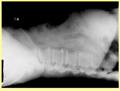 <p>- Diaphragm included</p><p>- No rotation</p><p>- No motion</p><p>- Exposure factors </p><p>- - lumbar spine underexposed, soft tissue visible</p><p>- Superimposition of posterior ribs</p><p>- Superimposition of posterior borders of iliac wings</p>
