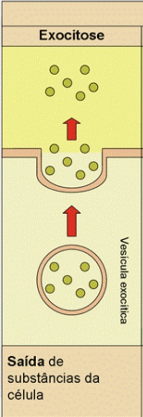 <p>Exo= Pra fora; <span>a célula elimina substâncias através da fusão de vesículas com a membrana plasmática.</span></p>
