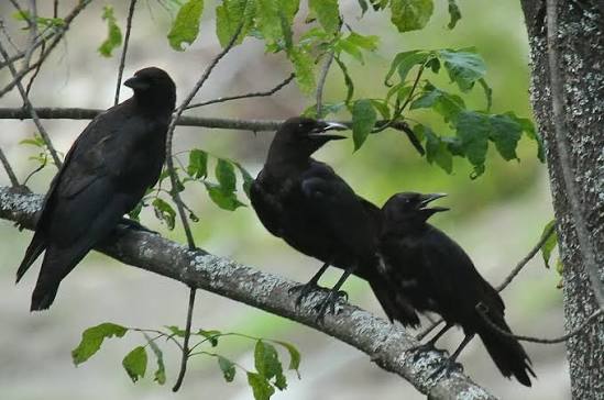 <p>a —— of crows</p>