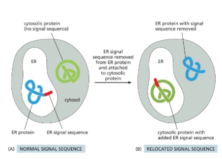 <p>If they have a sorting signal called a <u>signal sequence</u> they are directed to the right place.</p>