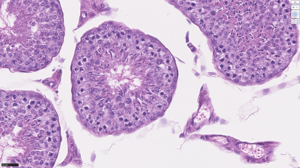 <p>Identify what is shown in the following image:</p>