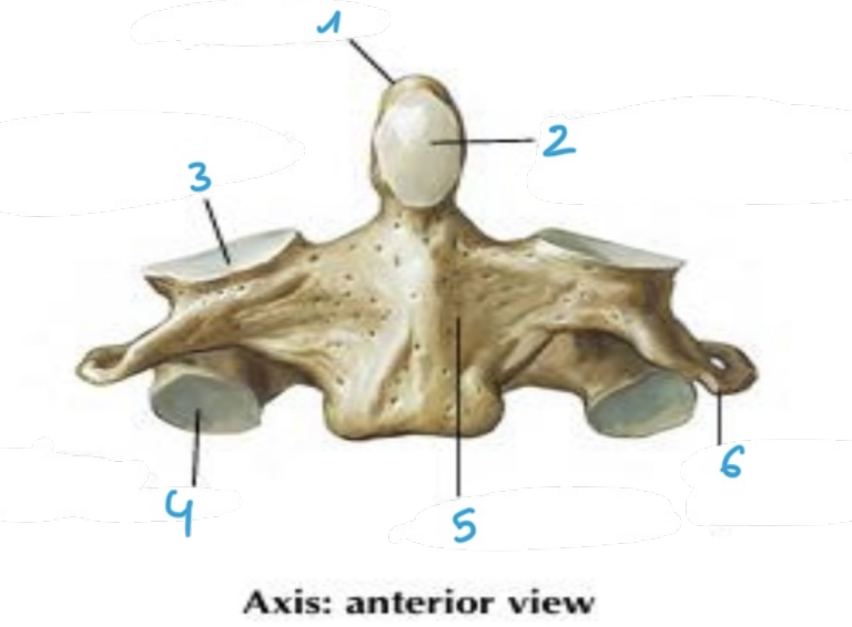 <p>identify structure #4 of the <strong>axis</strong> vertebrae (anterior)</p>