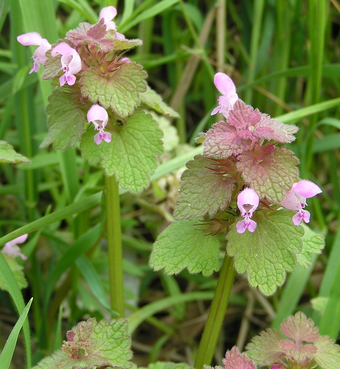 <p>Lamium purpureum</p>