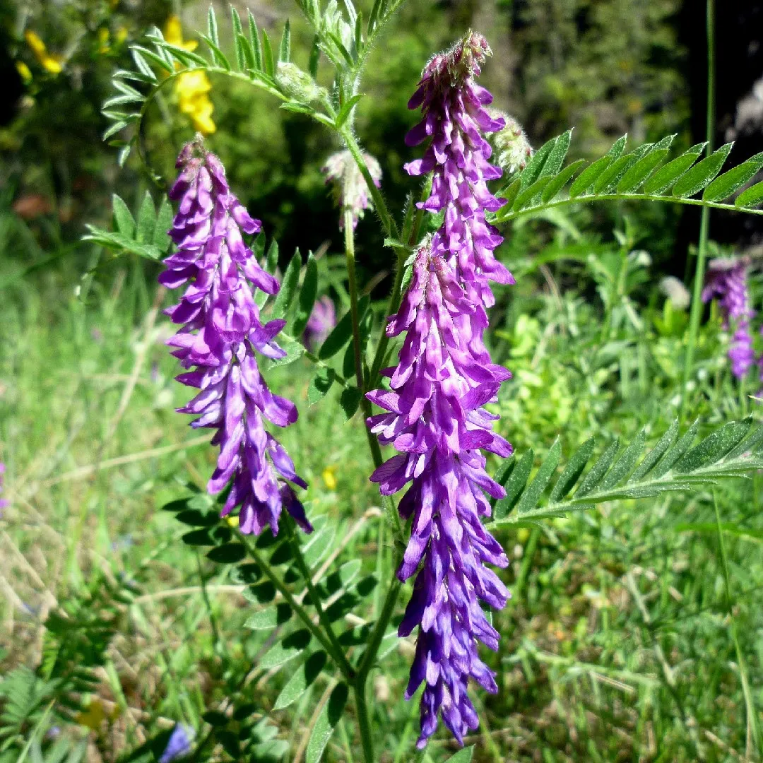 <p>Kråkvicker    (Fabaceae)  (Parbladiga)(Blommor sitter på långt skaft)</p>