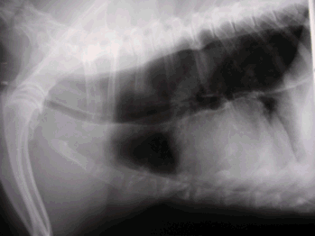 <p>Megaesophagus</p>