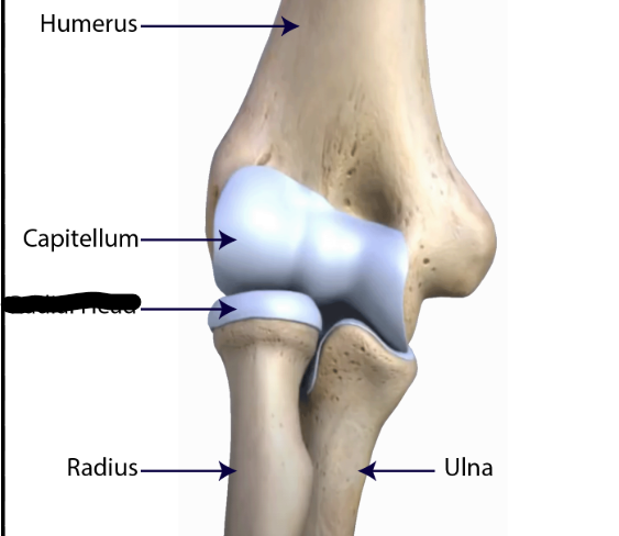 <p>What bone landmark is this within the <strong>Radius </strong></p><ul><li><p>(Lateral Forearm Bone, <strong>Antebrachial / Radial Region)</strong></p></li></ul><p></p>