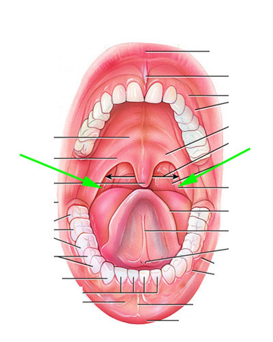 knowt flashcard image