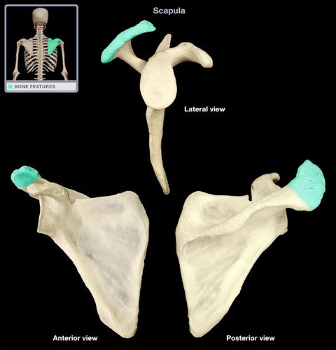 <p>BLANK of the scapula</p>