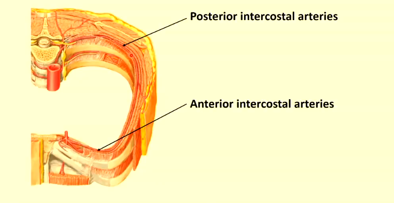 <ul><li><p>artery gives off posterior intercostal arteries</p></li><li><p>anastomoses ith anterior intercostal arteries, hich are given off by internal thoracic artery</p></li></ul><p></p>