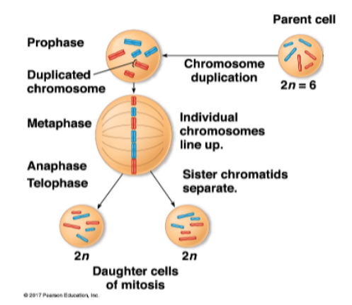 <ul><li><p>during interphase, DNA replicates</p></li><li><p>during prophase, DNA condenses</p><ul><li><p>two identical chromatids per chromosome </p></li><li><p>these are called <strong>sister chromatids</strong></p></li></ul></li><li><p>during metaphase, chromosomes ‘line’ up</p></li><li><p>during anaphase, sister chromatids separate before the nuclear envelope refors in telphase</p></li><li><p>daughter cells are ‘identical’ to parent cell</p></li><li><p>human diploid cells have 46 chromosomes, 23 from each parent</p></li></ul><p></p>