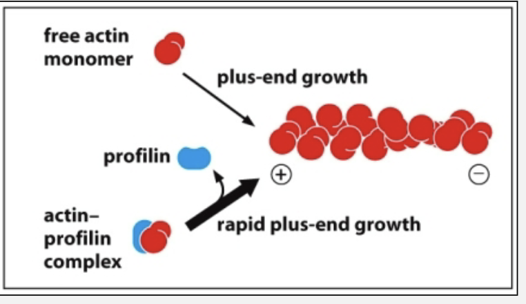 <ul><li><p>profilin binds monomers in a way that inhibits spontaneous polymerization but can promote rapid addition to the plus ends of pre-existing filaments</p></li></ul><p></p>