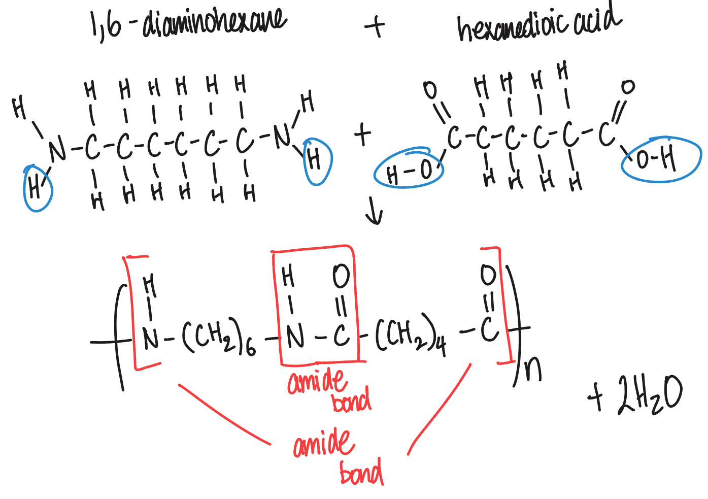 <ul><li><p>formed from 1,6-diaminohexane (diamide) and hexanedioic acid (dicarboxylic acid)</p></li><li><p>used in ropes and clothes</p></li></ul><p></p>