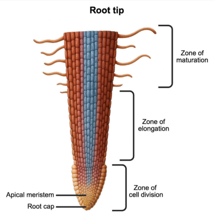 <p><strong><em>Vertical growth</em></strong></p><p></p><p>Occurring at <strong>apical meristems</strong></p><ul><li><p>Occurs <strong>before </strong>secondary growth</p></li></ul><p></p>