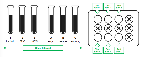 <ul><li><p>test tube 1: ice bath</p></li><li><p>test tube 2: 37C</p></li><li><p>test tube 3: 100C</p></li><li><p>test tube A: +NaCl</p></li><li><p>test tube B: +EtOH</p></li><li><p>test tube C: +AgNO3s</p></li></ul><p></p>