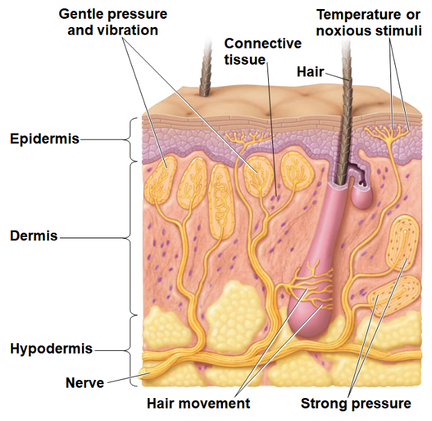<p><span style="color: rgb(249, 110, 255);">Mechanoreceptors</span></p>