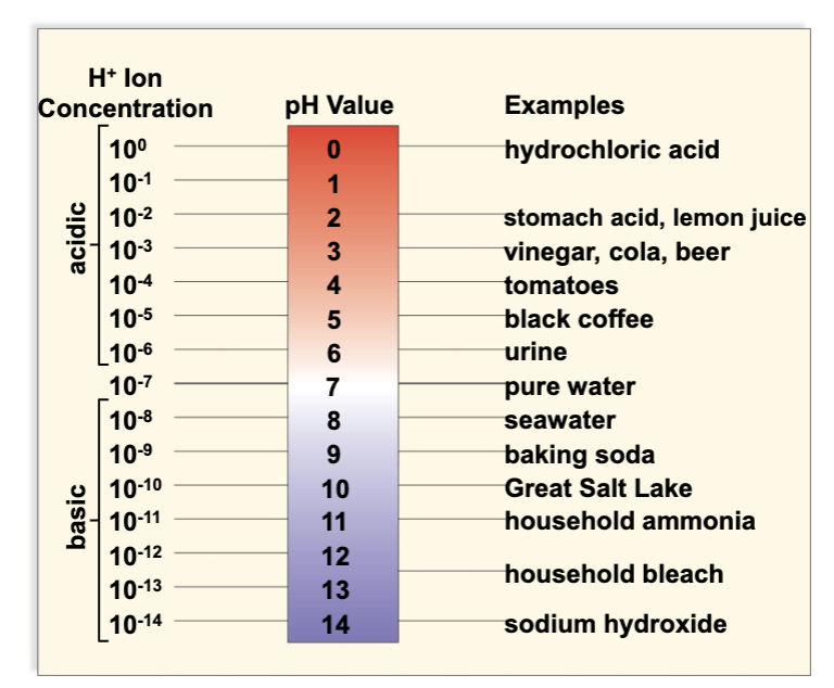 <ul><li><p>p either stands for power/potential of h = hydrogen</p></li><li><p>it is unitless</p></li><li><p>a measure of hydrogen ion (H+) concentration</p></li><li><p>working scale is between 0 and 14, 7 being neutral</p></li><li><p>a pH below 7 is acidic and above 7 is basic (vinegar is about 3, a mild acid)</p></li><li><p>the concentration of hydrogen ions between each whole number changes by a factor of 10 = logarithmic: pH 3 = 10 times more acidic than 4.</p></li></ul><p></p>