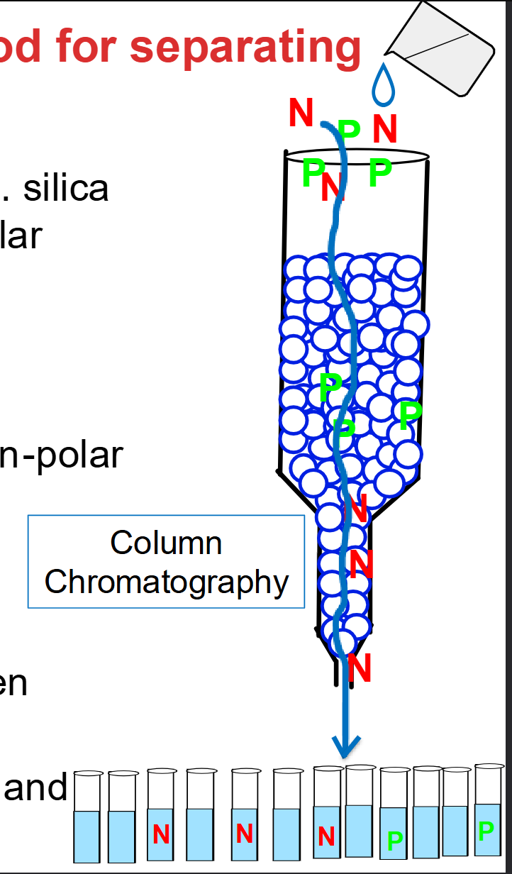 <ul><li><p><span><strong>Partition Chromatography</strong></span></p></li><li><p><span>Particles of solid are chosen with a specific property, e.g. silica gel has HO-Si-OH groups that can hydrogen-bond to polar amino acids</span></p><ul><li><p><span><strong>Stationary phase</strong></span></p></li></ul></li><li><p><span>Liquid solvent or buffer flows past the particles and is non-polar</span></p><ul><li><p><span><strong>Mobile phase</strong></span></p></li></ul></li><li><p><span>Amino acids exchange (partition) between phases</span></p></li><li><p><span>Polar amino acids P spend more of their time hydrogen bonded to silica and move slowly</span></p></li><li><p><span>Non-polar amino acids N spend more time in solvent, and move almost as fast as solvent</span></p></li></ul><p></p>