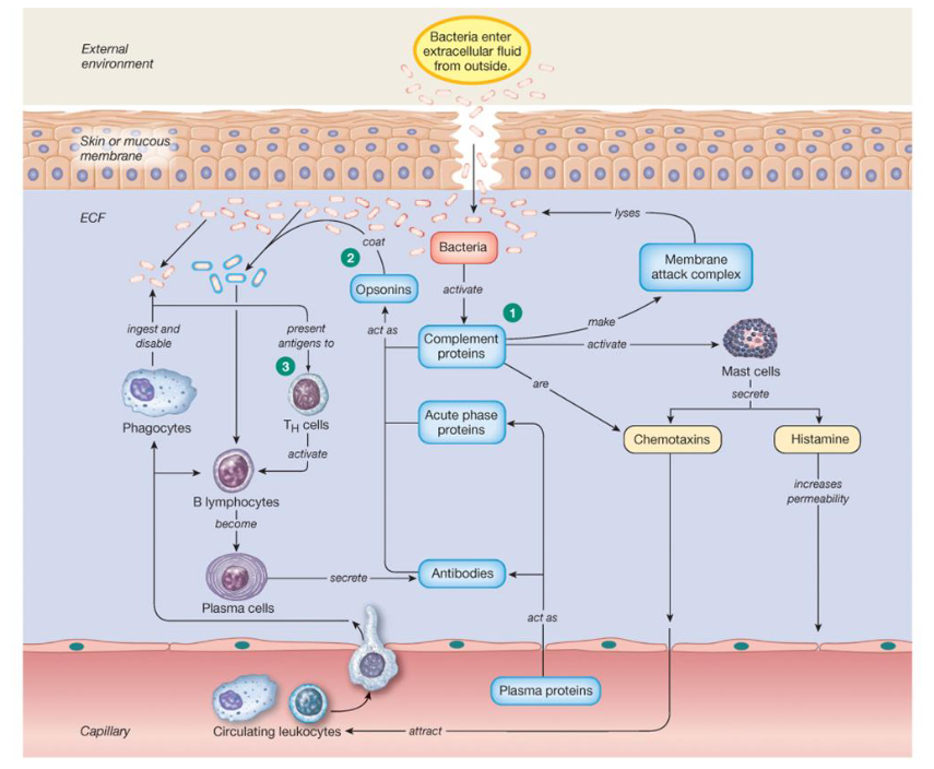 <p>Defenses against bacteria</p>