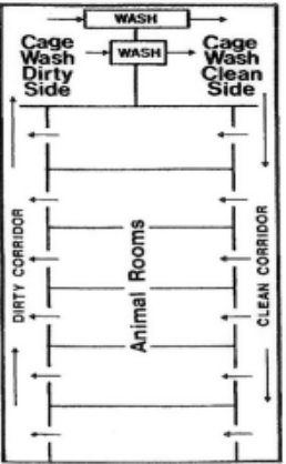<p>Clean/Dirty corridor design</p><p>Effective for managing disease control and preventing cross contamination</p><p>Expensive to build</p>