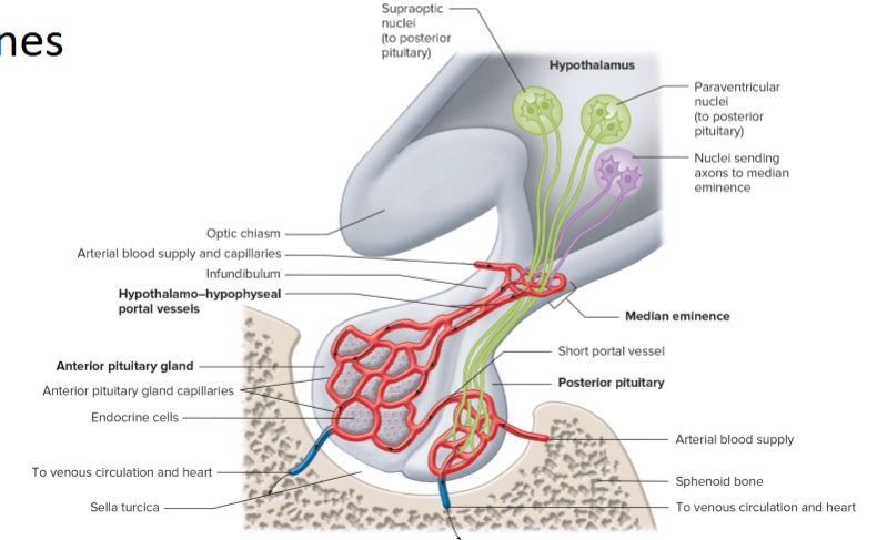 <p>hypothalamo-hypophyseal portal vessels</p><p></p>