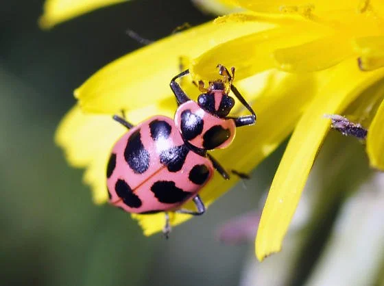 <p>pink with black spots</p>