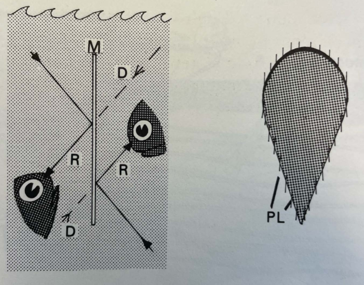 <p>really shiny + reflective scales that are oriented perp to downwelling light, acting like a mirror</p>