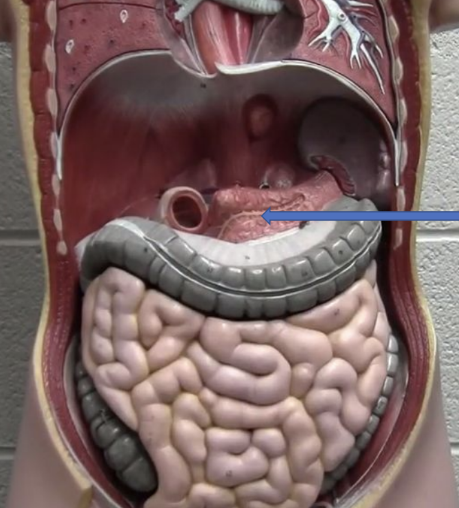<p>What organ is this?</p>