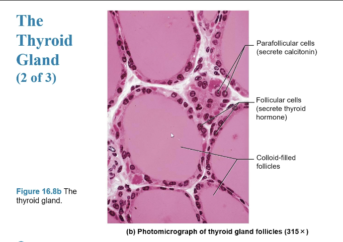 <ul><li><p><strong><sub><sup>Follicular cells </sup></sub></strong><sub><sup>surround </sup></sub><strong><sub><sup>colloid-filled follicles</sup></sub></strong></p></li><li><p><strong><sub><sup>Parafollicular cells </sup></sub></strong><sub><sup>are found next to the follicular cells</sup></sub></p></li></ul><p></p>