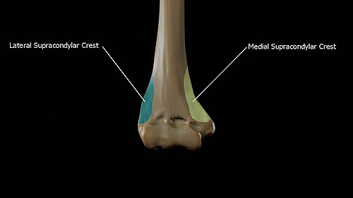<p>What Bony Feature </p>