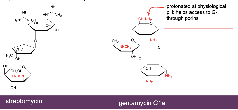 <ul><li><p>Isolated from Streptomyces sp. during a systematic screening</p></li><li><p>Good activity against aerobic Gram- (systemic infections)</p></li><li><p>Poorly absorbed (< 1%), used to treat GI tract infections</p></li><li><p>Ototoxic (ear) and nephrotoxic (kidney) → limited their use</p></li><li><p>protonated(positively charged) at physiological pH → outer cell wall of gram-negative is hydrophobic, but porins are hydrophilic allows them through</p></li></ul><ul><li><p>has many basic groups </p></li></ul><p>examples: streptomycin and gentamycin C1a</p>