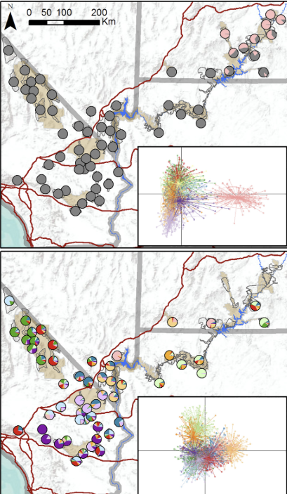 <p>Genetic Diversity results:</p>