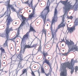 <p>Supportive cartilage made up of chondrocytes in lacunae and elastic fibres in the matrix, which tolerate distortion with the ability to return to its original shape without damage</p>