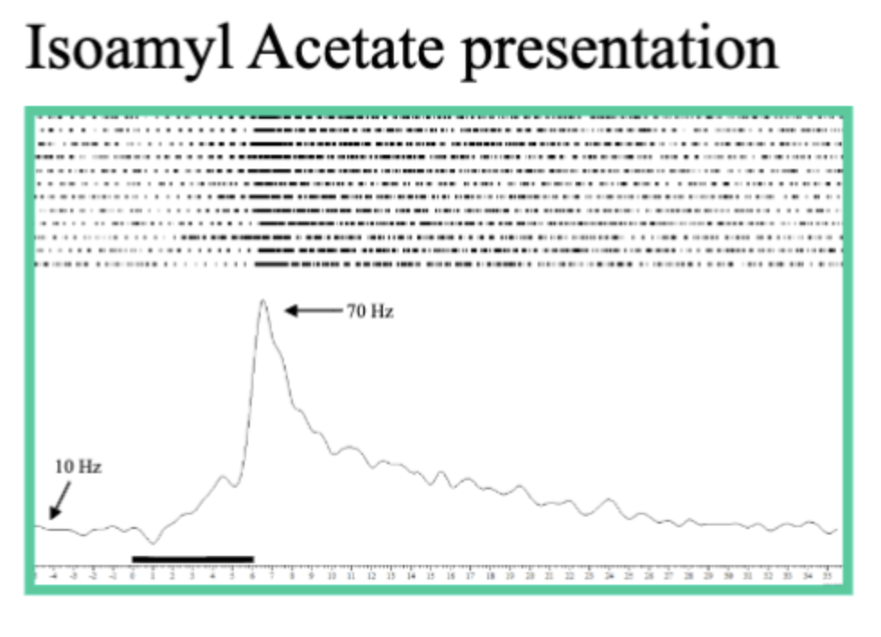 <p>Neuron Pattern of activity - isoamyl acetate </p>