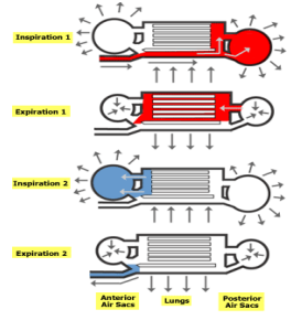 <p>occurs on inspiration and expiration; 2-cycle pump; TWO inhalation /exhalation cycles required to move each breath totally through respiratory system; posterior air sacs to lungs to anterior air sacs</p>