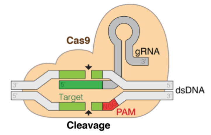 <ul><li><p>Clustered Regularly Interspaced Short Palindromic Repeats </p></li><li><p>Gene editing technology that enables researchers to edit DNA in living organisms</p></li><li><p>Adopted from naturally occurring genome editing system that bacteria use for immune defense</p></li></ul><p></p>