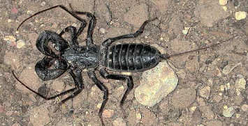 <ul><li><p>Vinegaroons, whip scorpions</p></li><li><p>Large chelate pedipalps</p></li><li><p>Front legs elongate and used as feelers</p></li><li><p>Repugnatorial gland near anu$ produces substance high in acetic acid</p></li></ul><p></p>