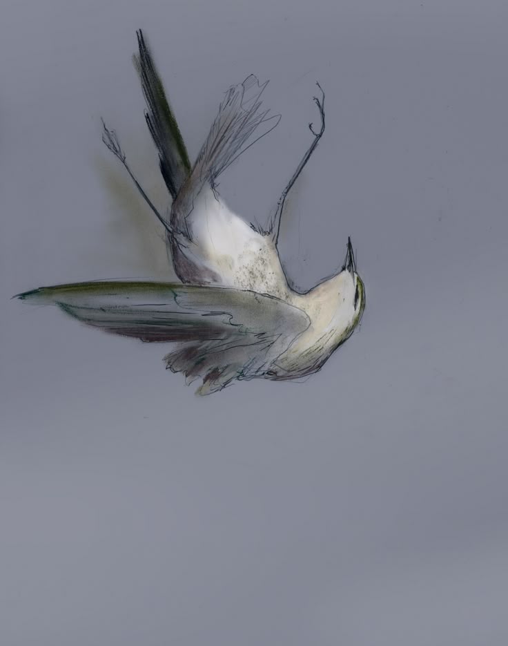 <p>Plummet (verb)</p>
