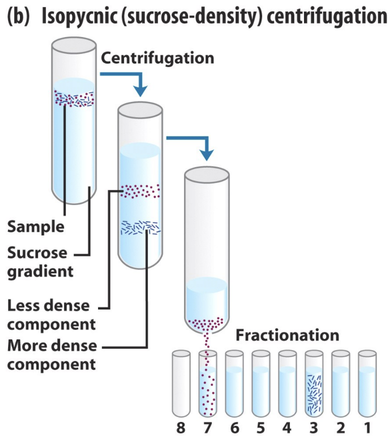 <p>What is isopycnic centrifugation?</p>